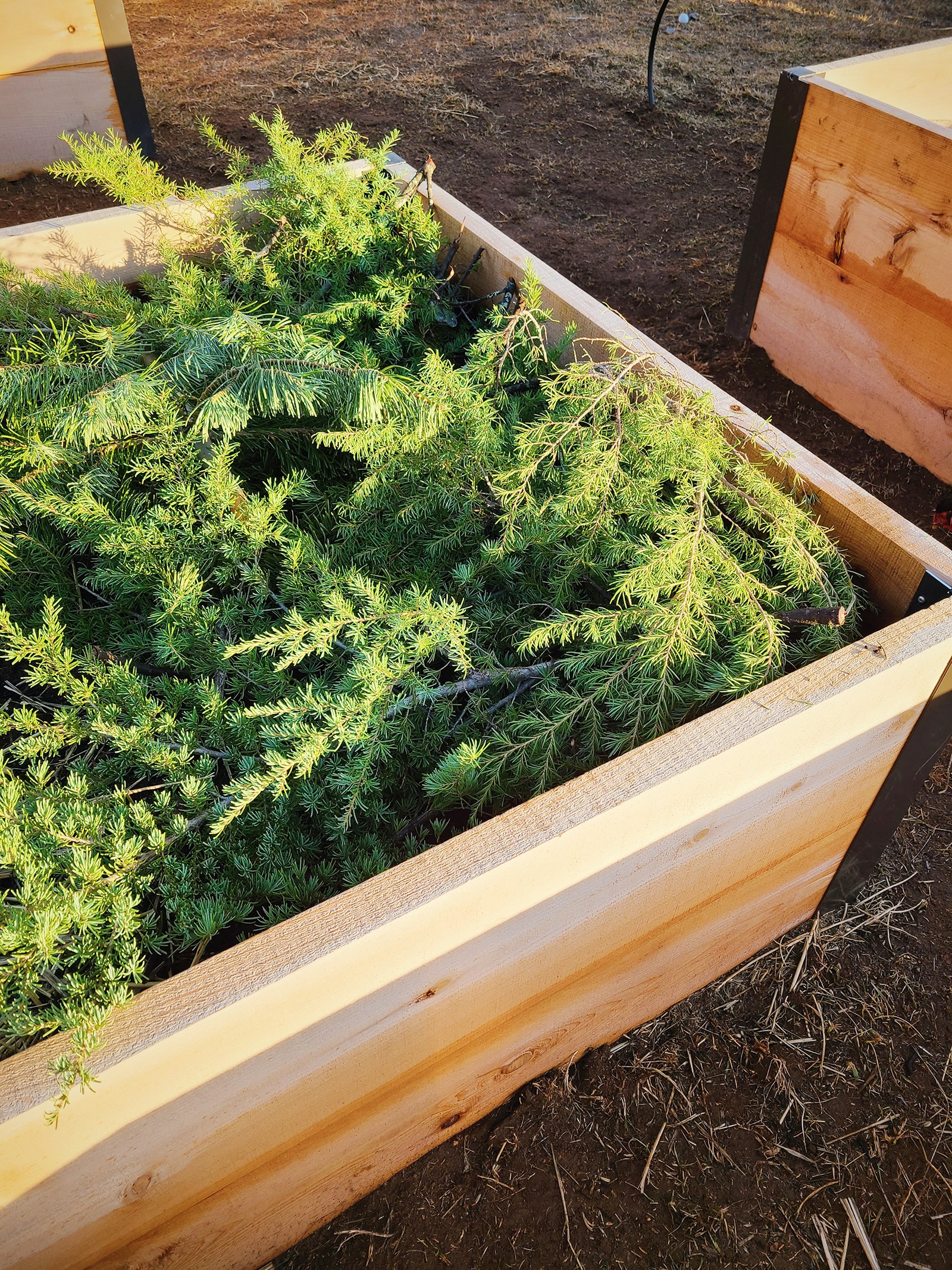 A raised bed covered in evergreen boughs used as mulch