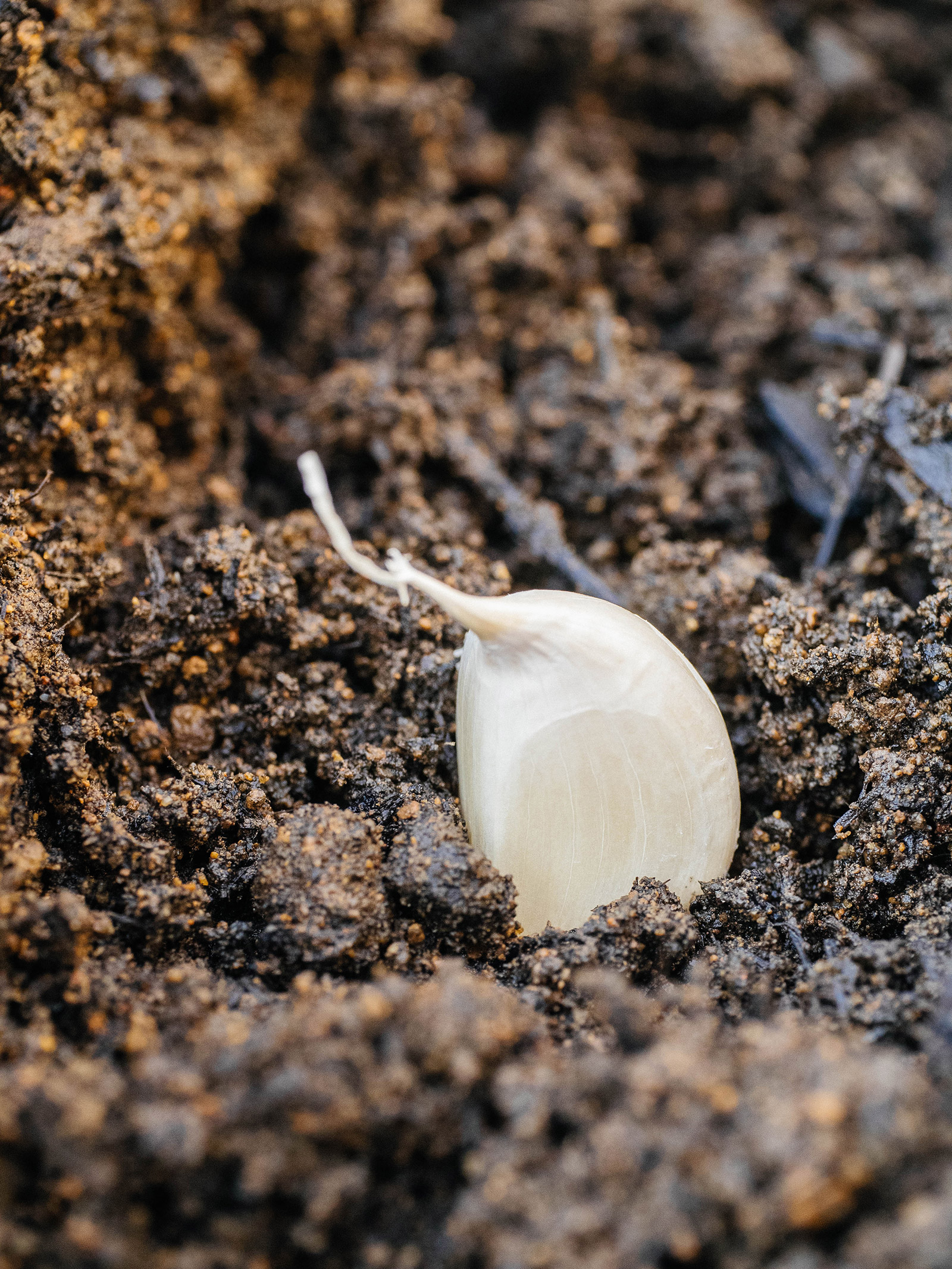 Close-up of garlic clove planted in soil