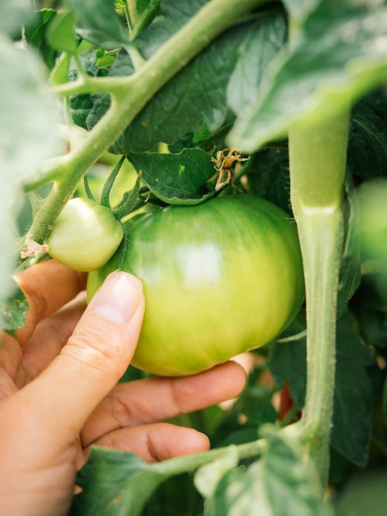 4 Fastest Ways to Ripen Tomatoes in the Garden and Beat the First Frost