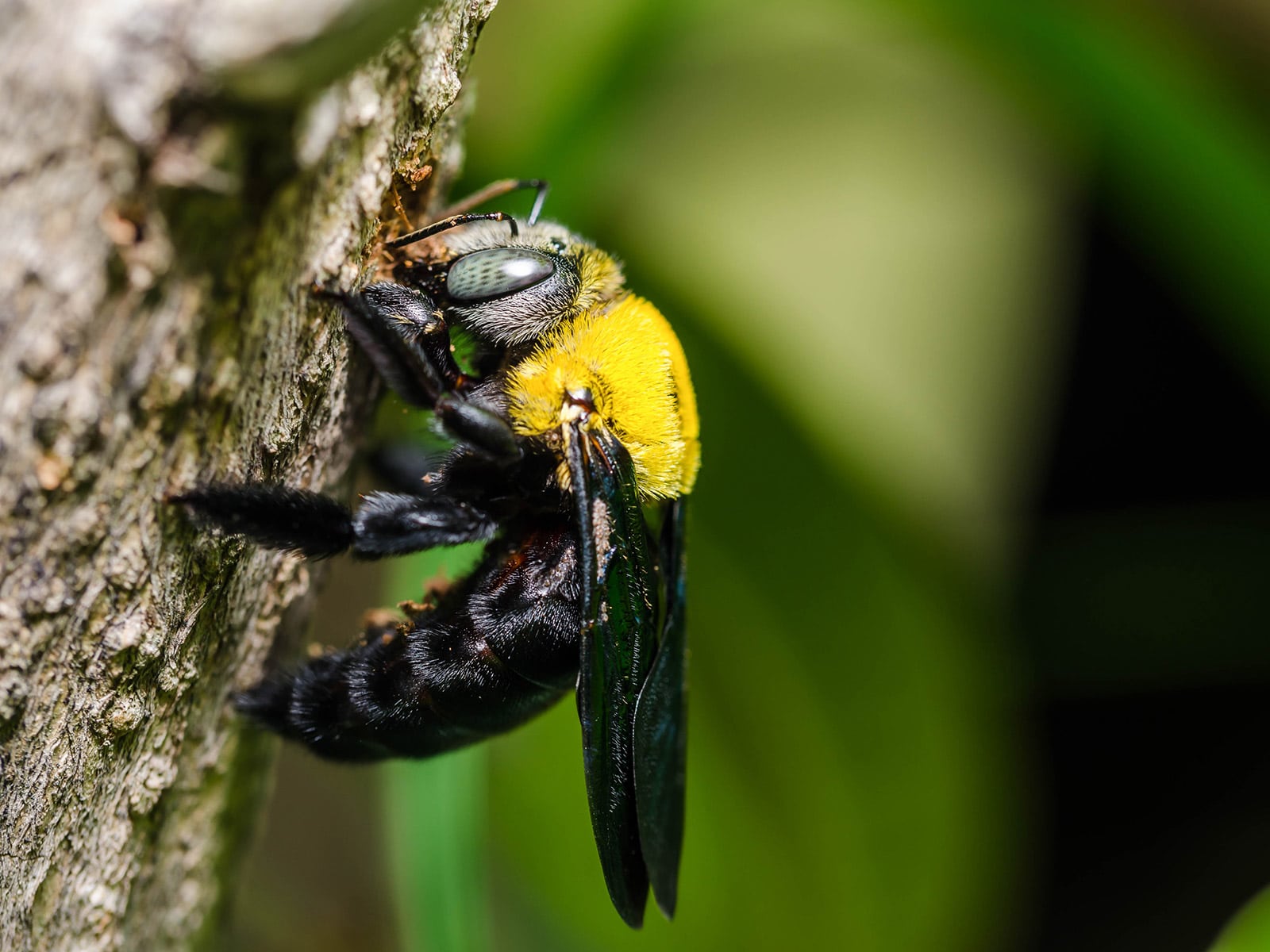 Close-up of a carpenter bee on tree bark