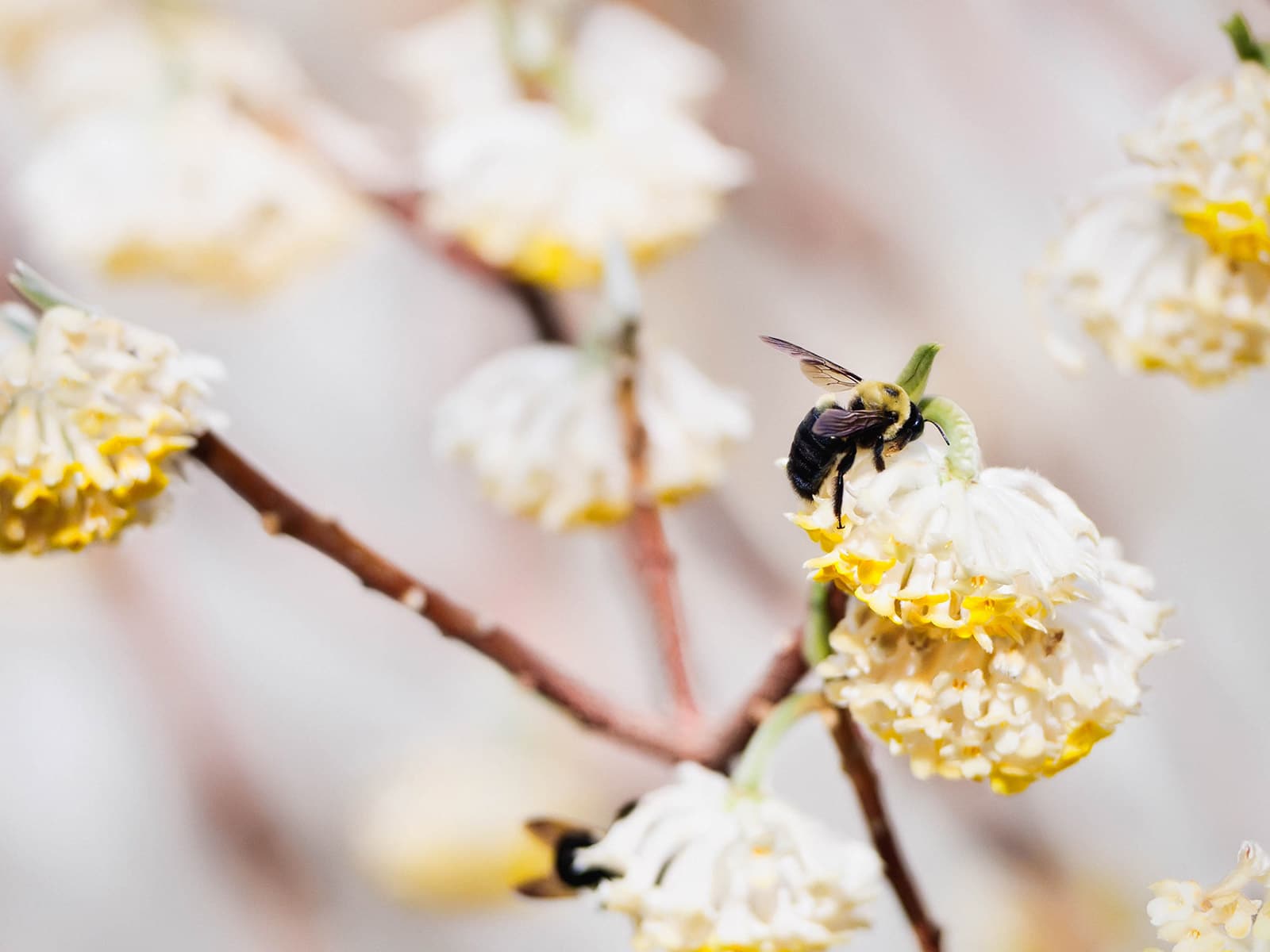 Carpenter bee feeding on nectar from white flowers