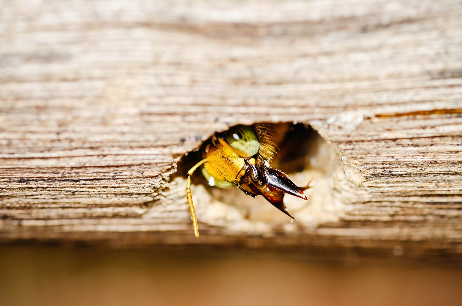 Carpenter bee peering out of a hole in the wood