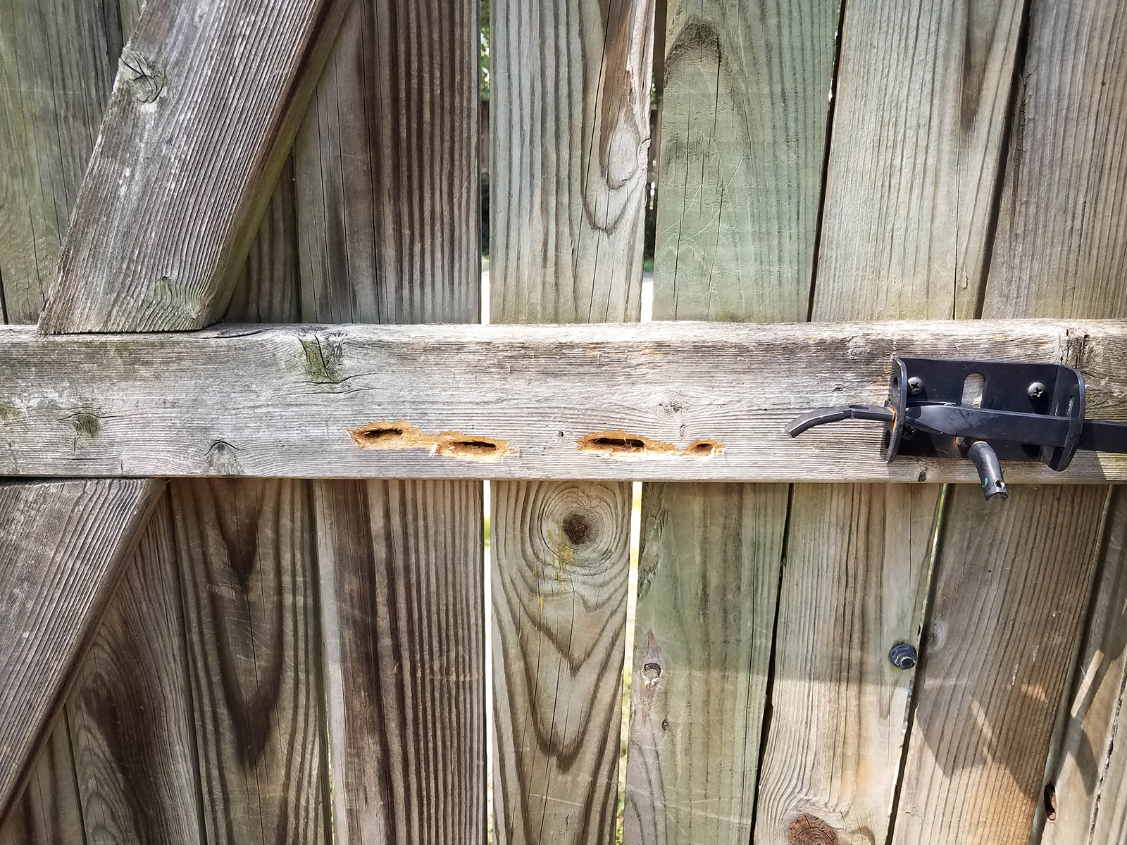 Woodpecker damage on a wooden gate