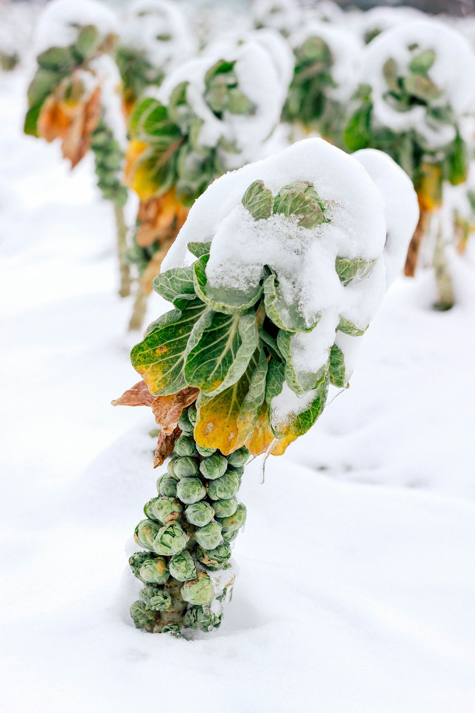 Why do some vegetables turn sweeter in winter?