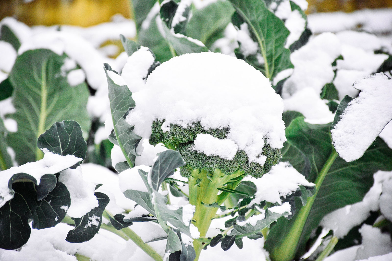 Broccoli plants in a garden covered in snow