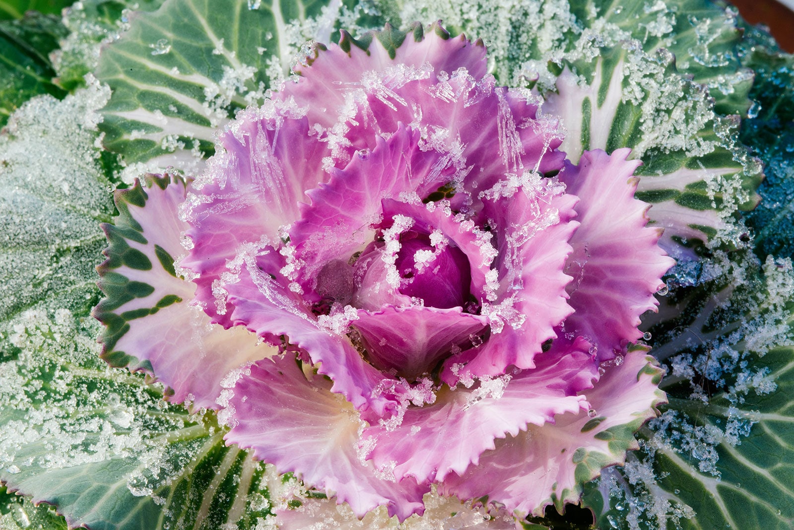 Close-up of a green and purple head of cabbage dusted with snow crystals
