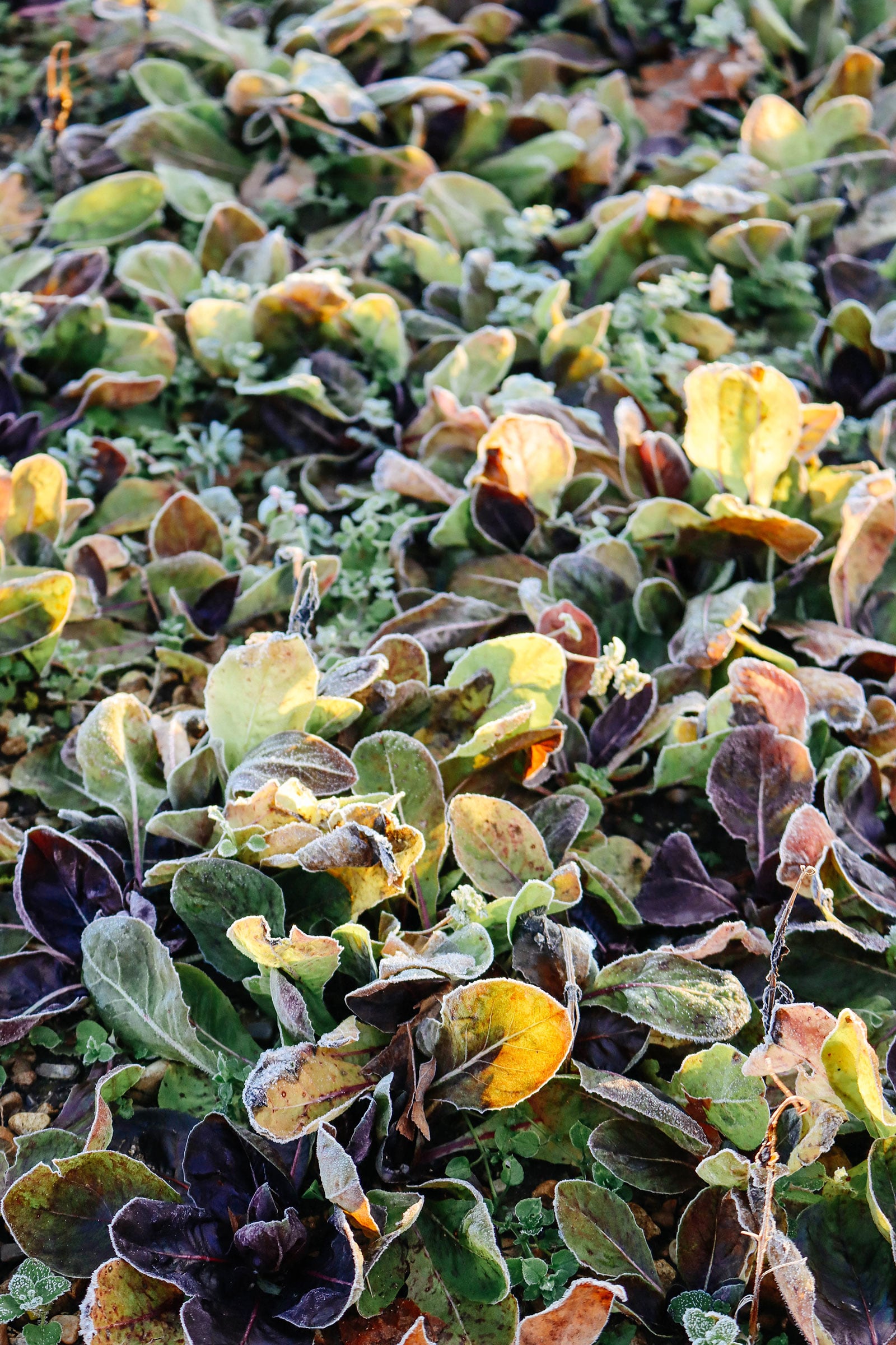 A bed of radicchio plants kissed with winter frost