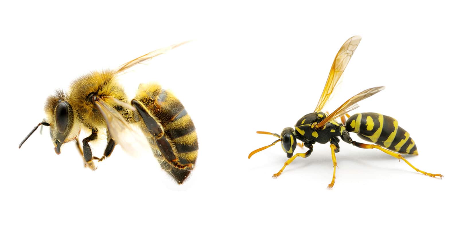 Visual comparison of a bee (on left) and a wasp (on right)