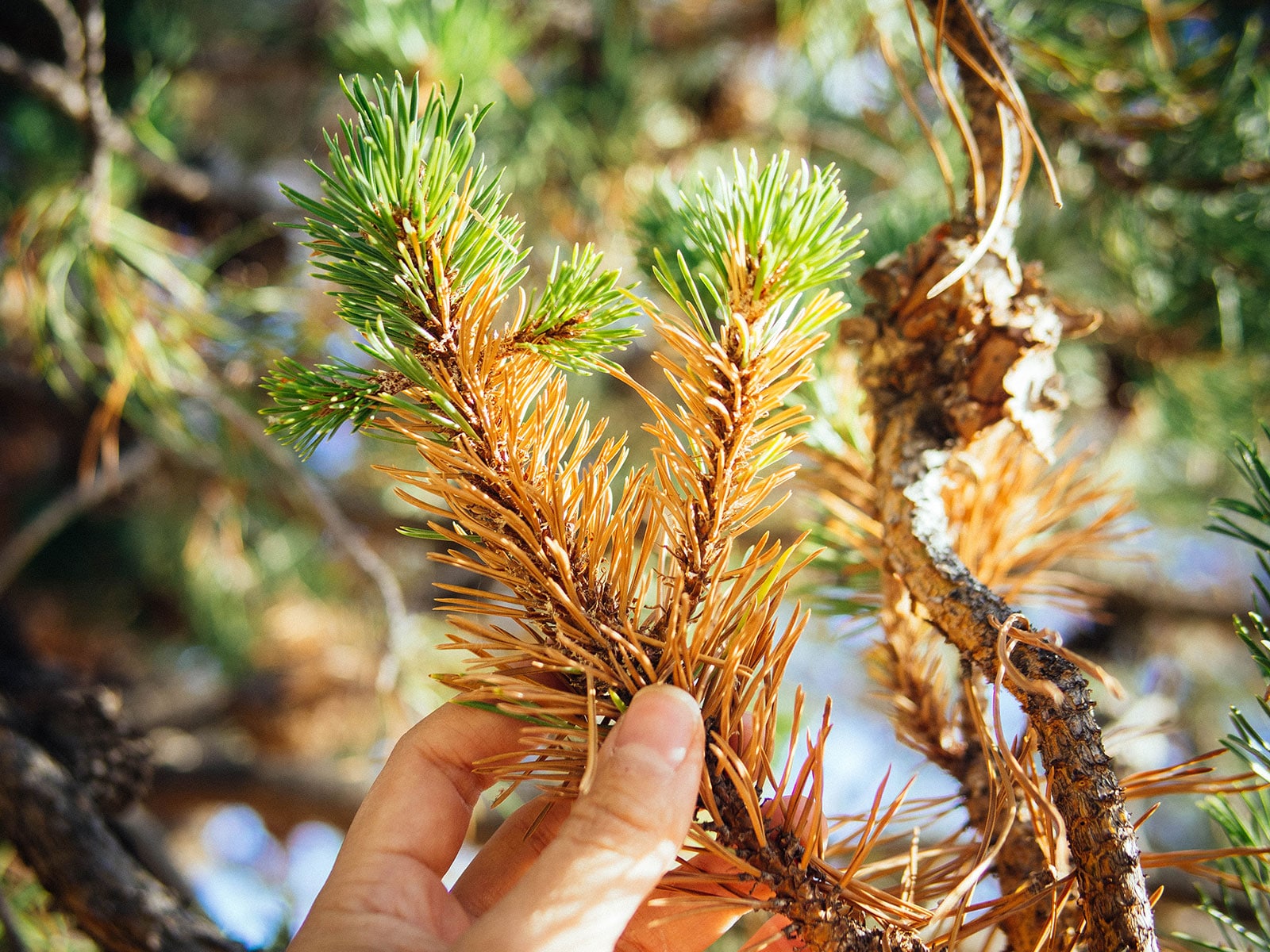 Why inner conifer needles turn yellow or brown in fall: an evergreen anomaly