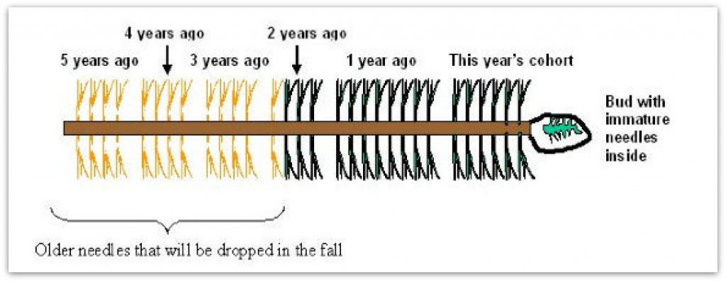 Diagram showing age of conifer needles on a branch