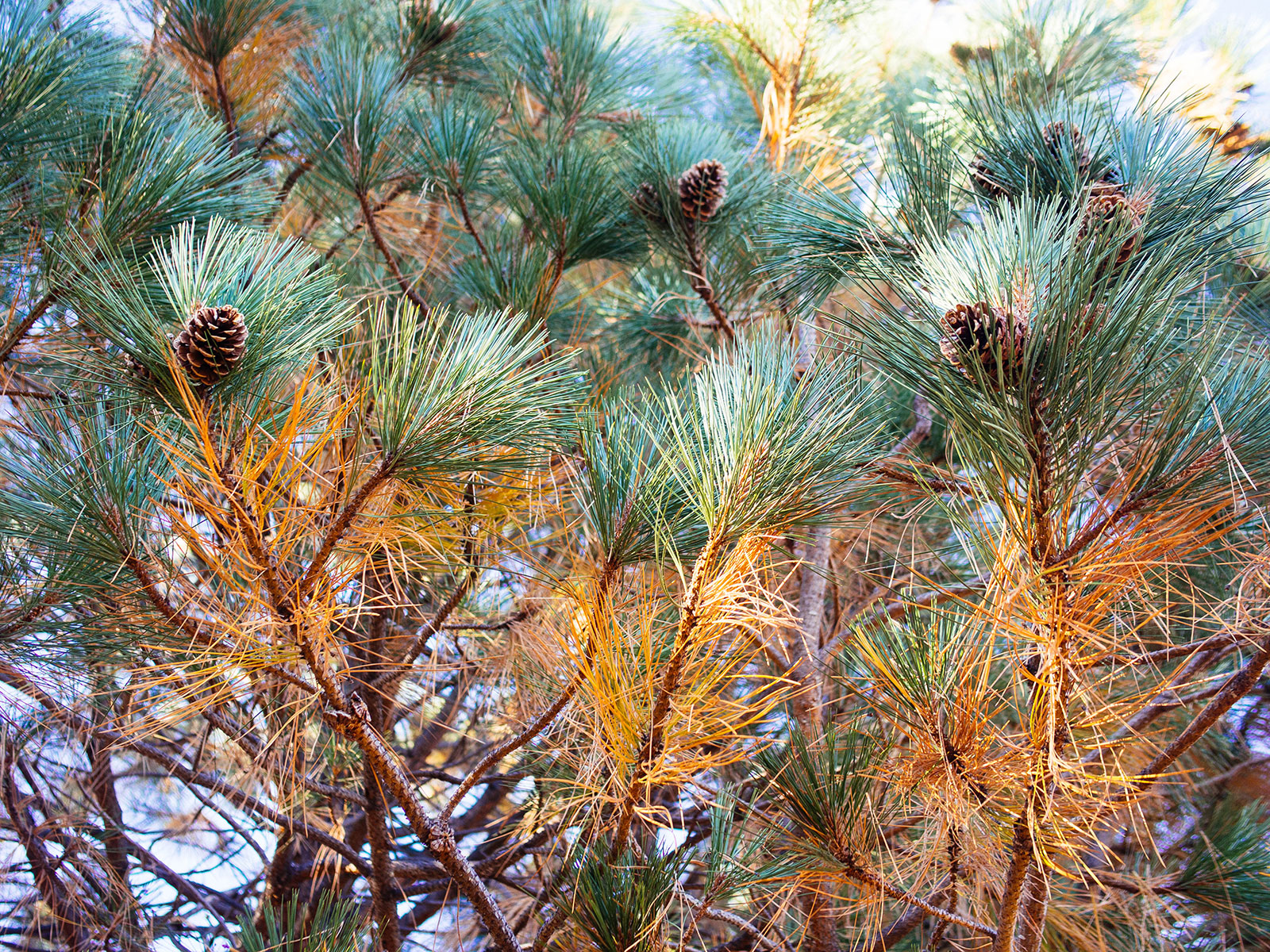 Scotch pine tree with brown interior needles about to drop in fall