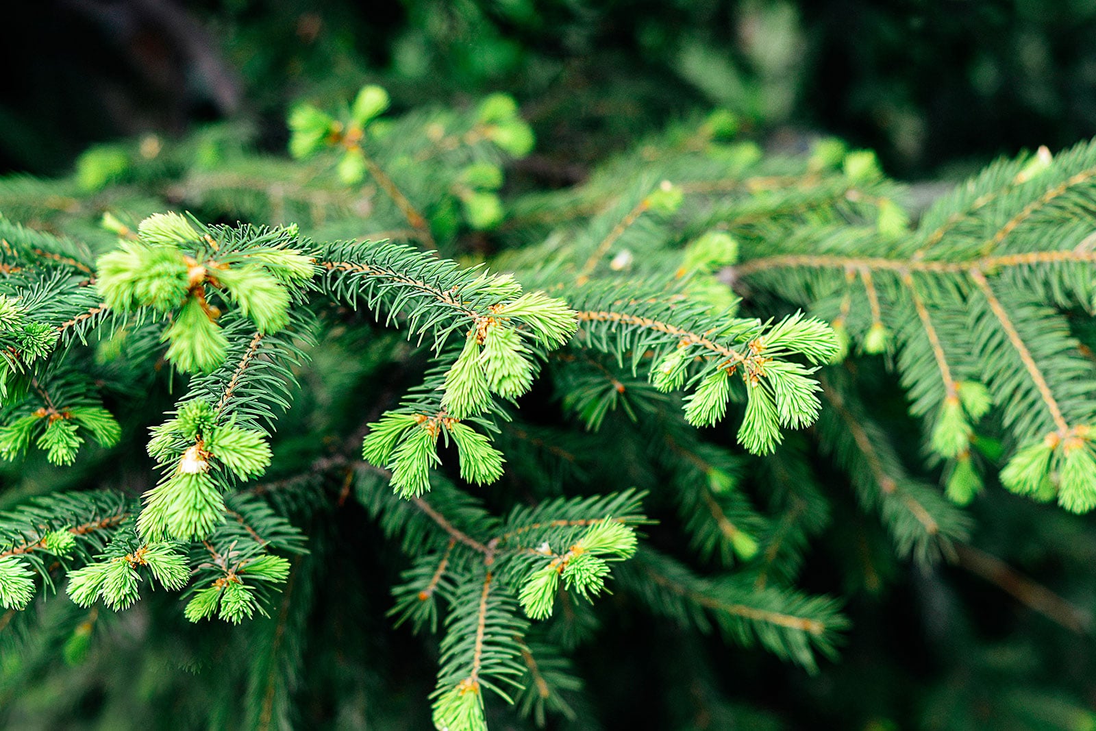 Fir tree with new growth on branch tips