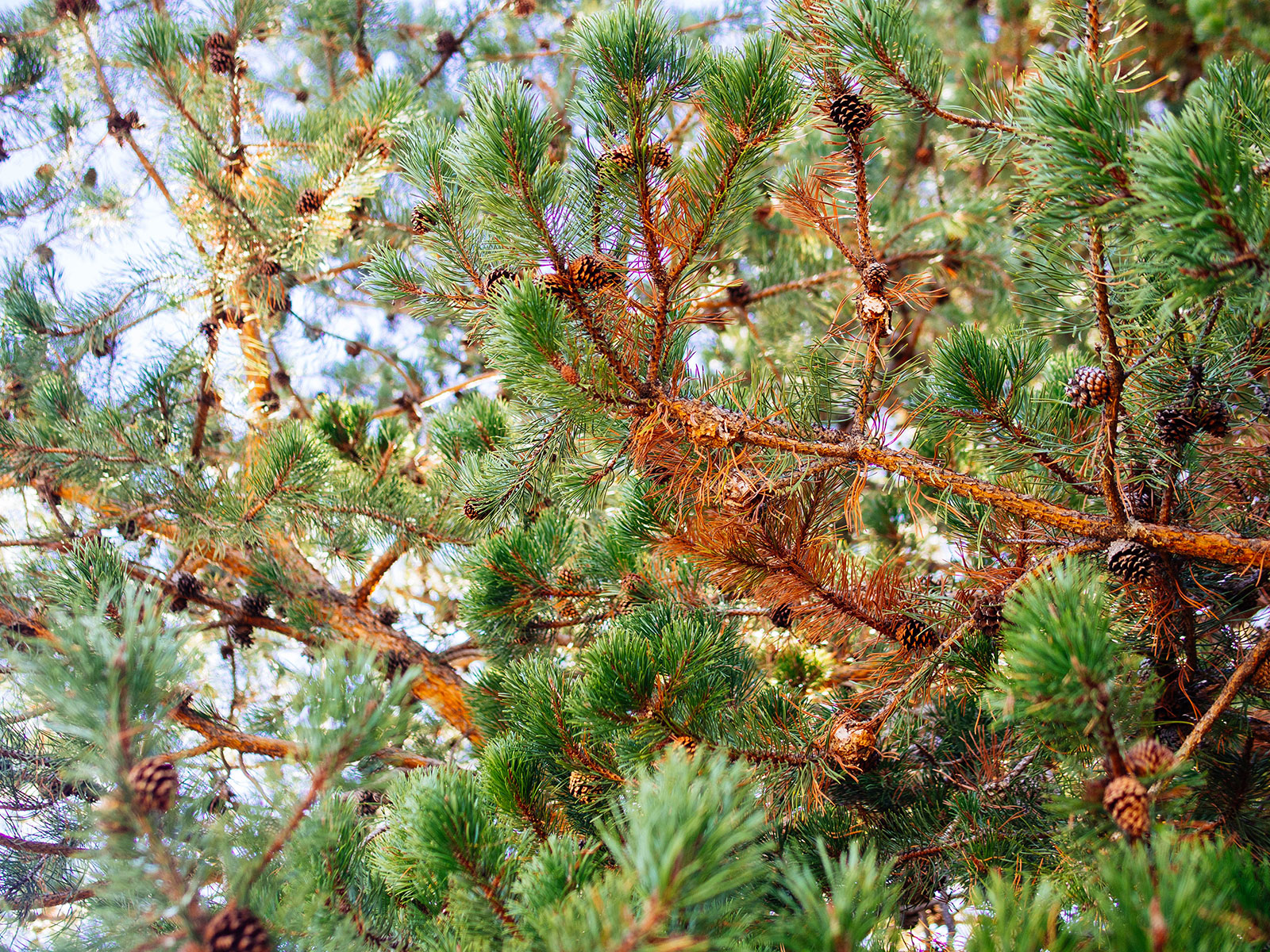 Conifer tree showing older interior needles turning brown in late summer and fall