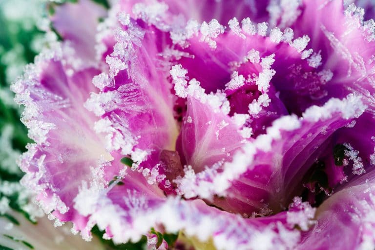 13 Vegetables For Your Winter Garden That Are More Cold-Hardy Than Kale