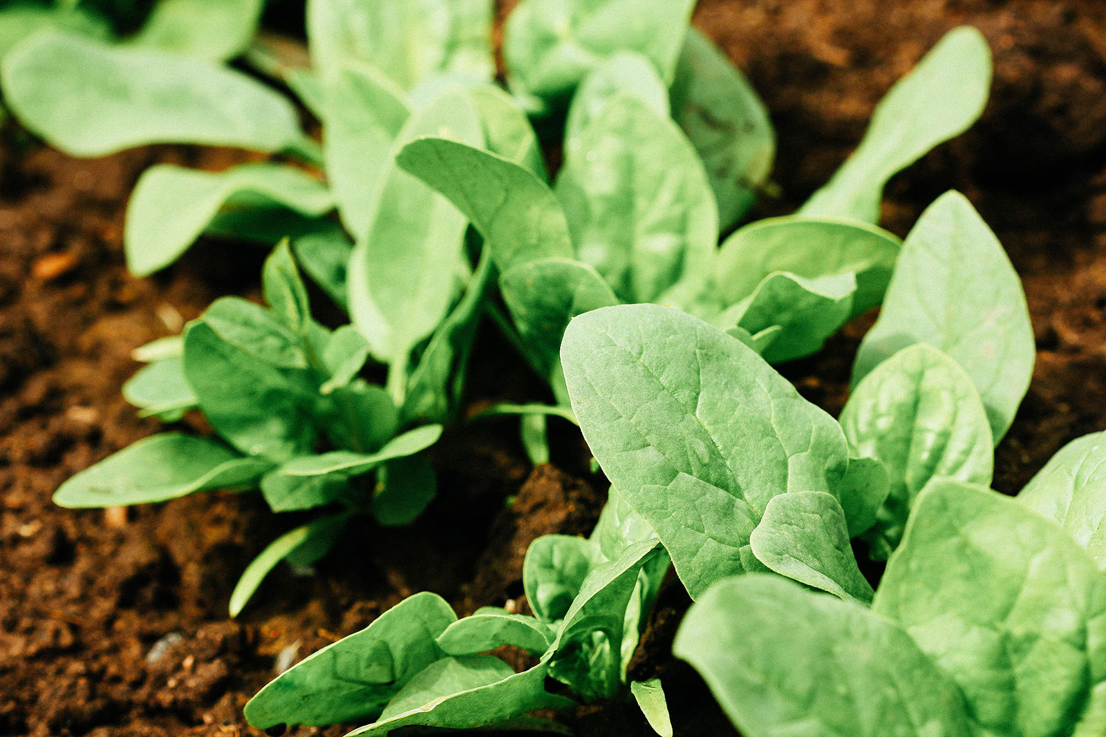 Frost-tolerant spinach plants