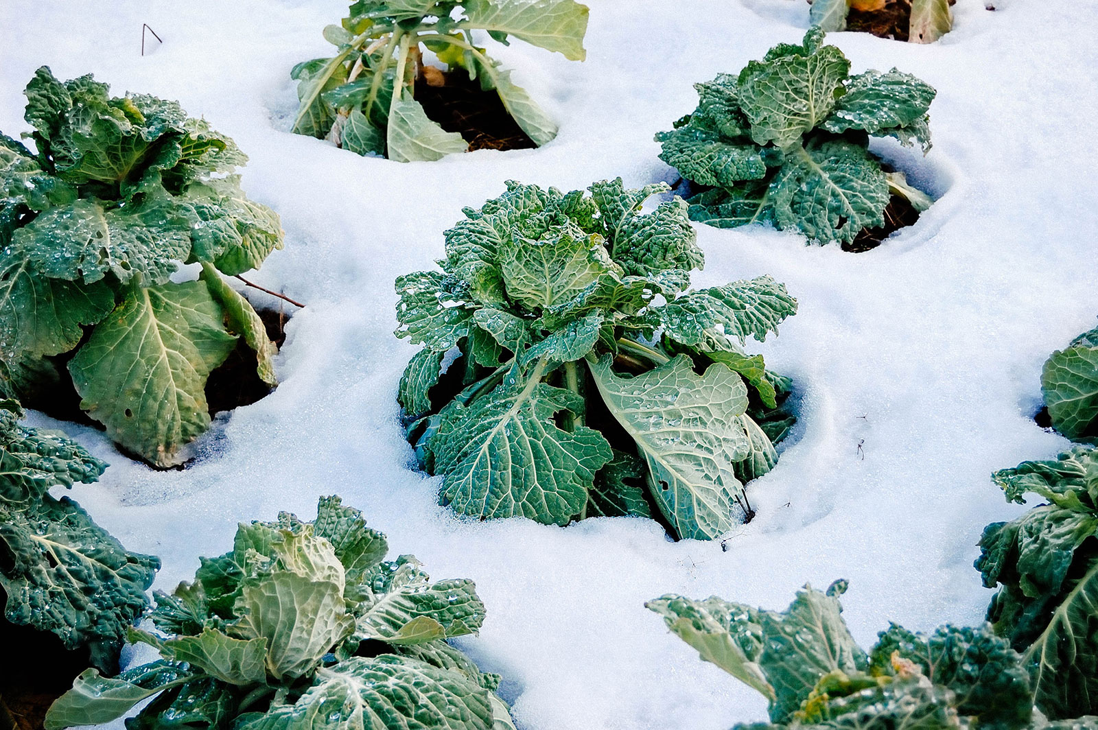 Cabbage plants surrounded by a blanket of snow