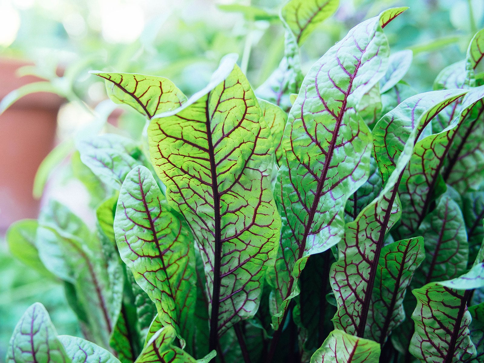 Close-up of red-veined sorrel (bloody dock) leaves