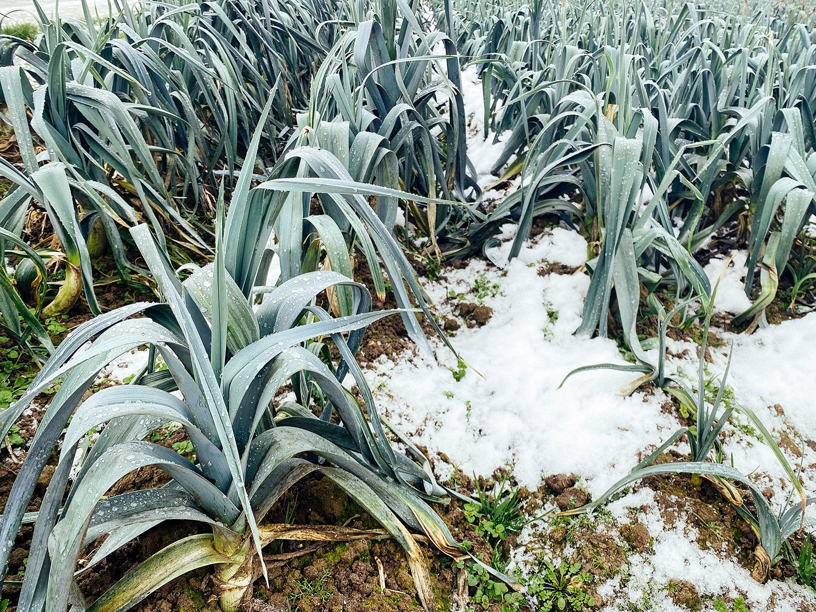 Freeze-resistant leek plants growing in winter with snow on the ground