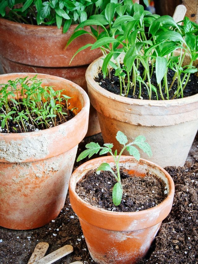 Easiest vegetables to grow indoors year round—no grow lights needed