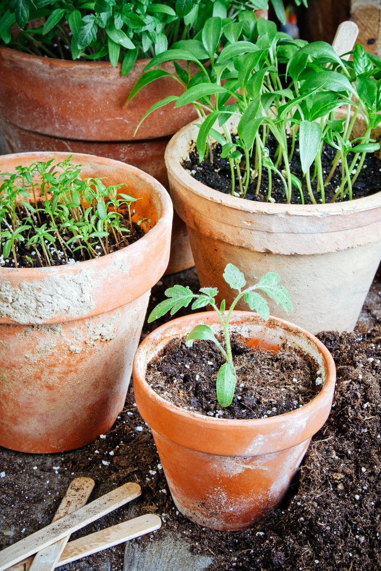 10 Easiest Vegetables to Grow Indoors Year-Round—No Grow Lights Needed!