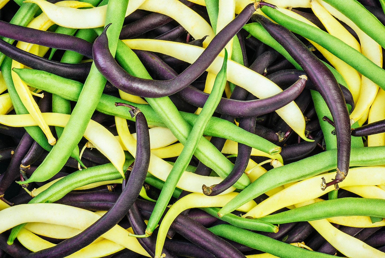Messy pile of green, purple, and yellow bush beans