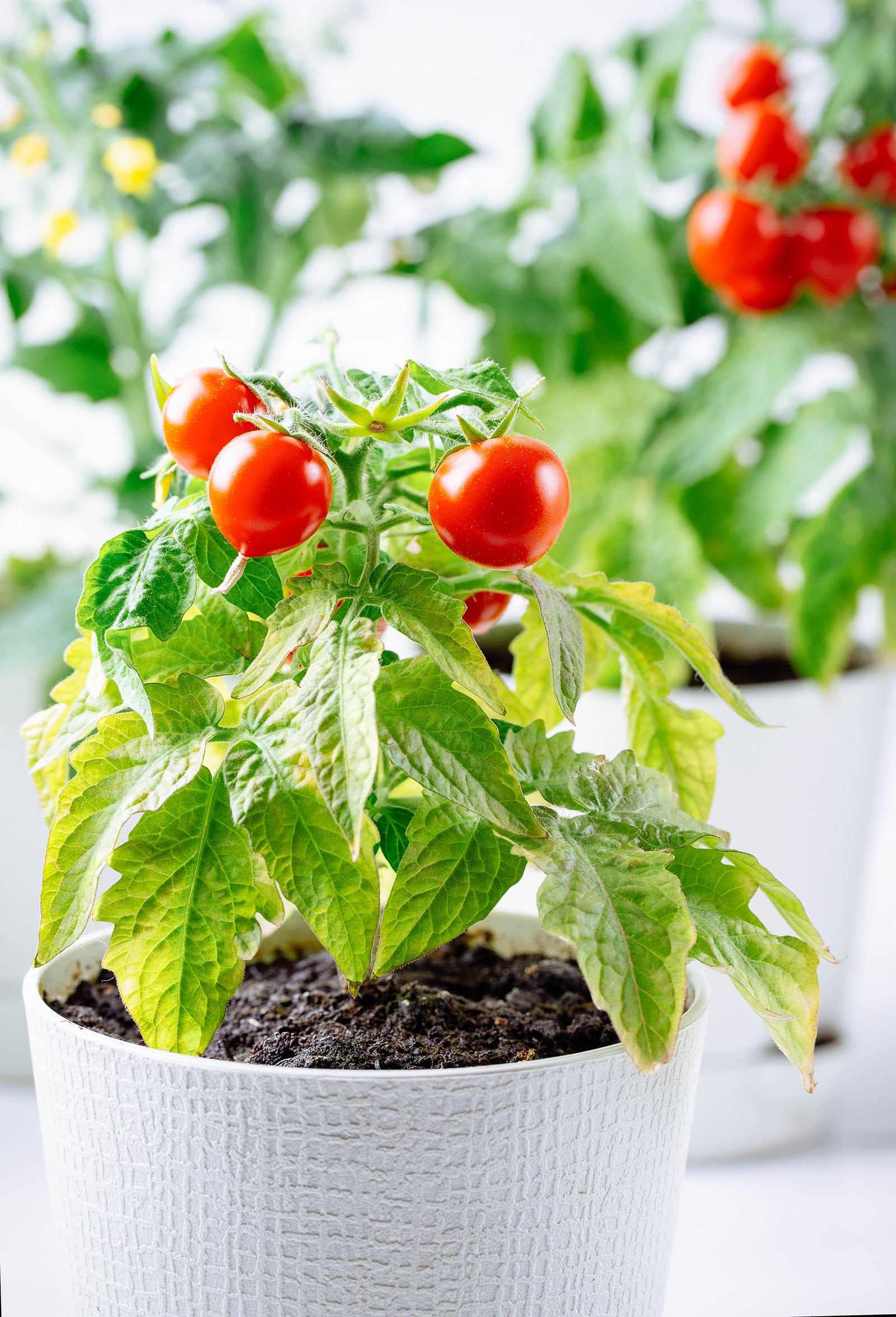 Growing Indoor Vegetable Plants A Beginner’s Guide