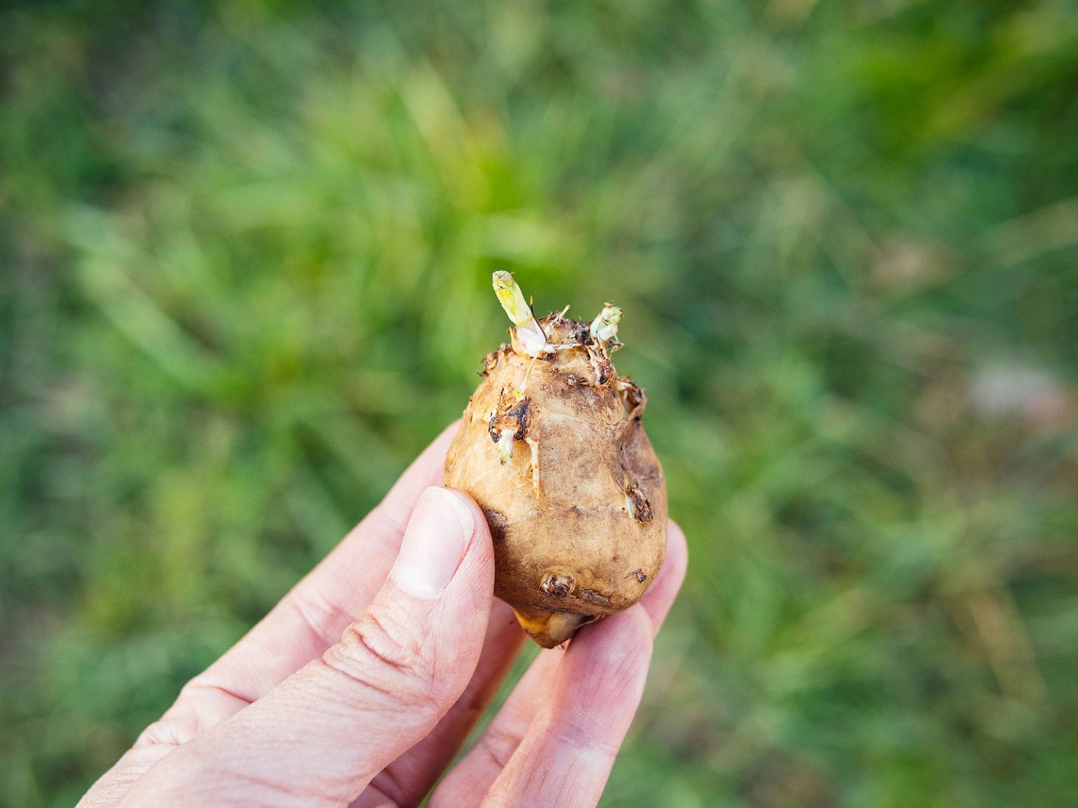 Your Guide to Growing Jerusalem Artichokes (Sunchokes) Garden Betty