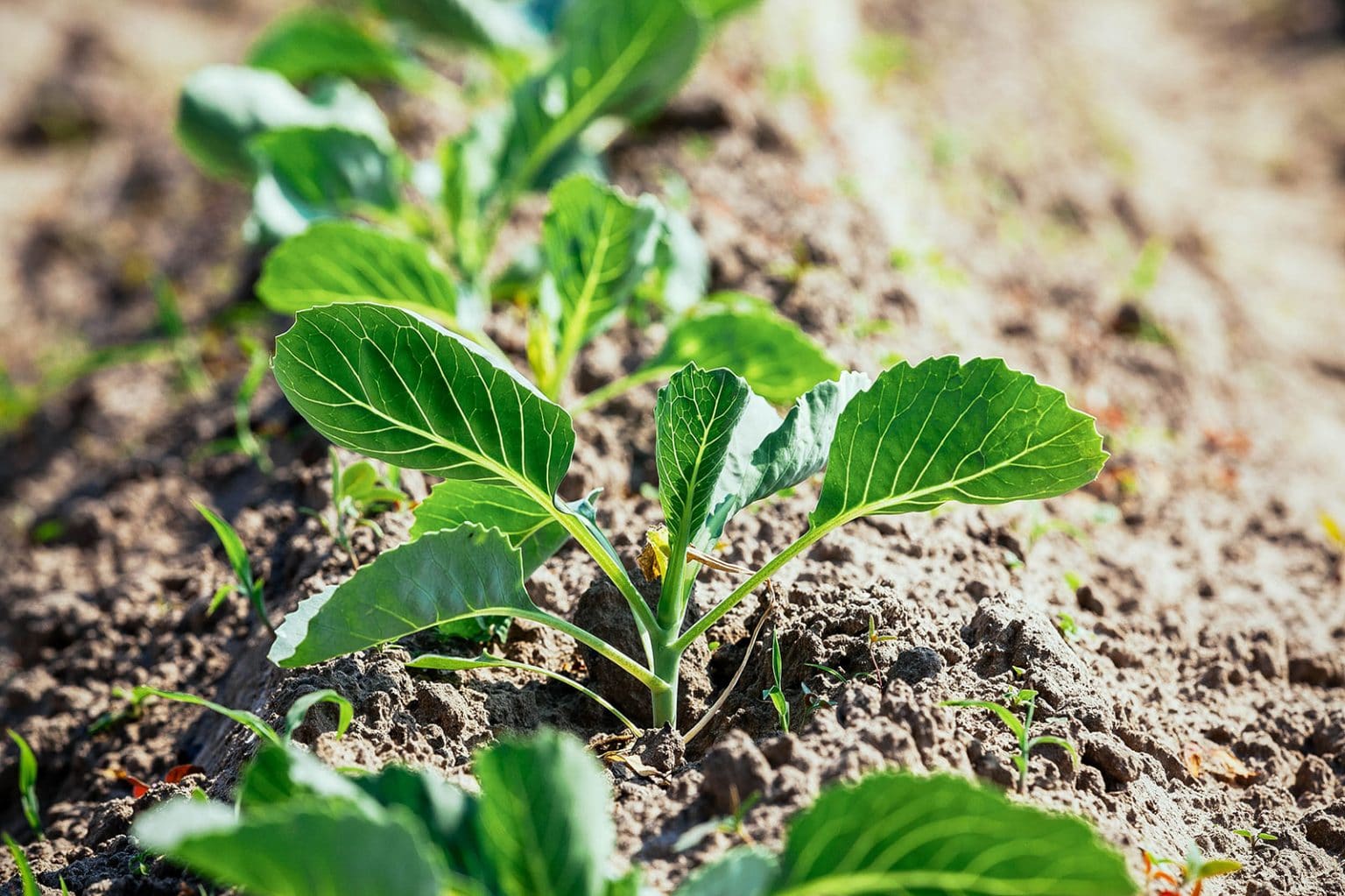 Plant Spacing Made Easy: How to Plant Intensively in a Raised Bed ...