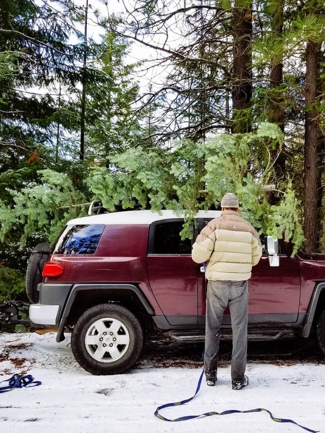 Locals' secret: where to cut your own Christmas tree in the Oregon forest