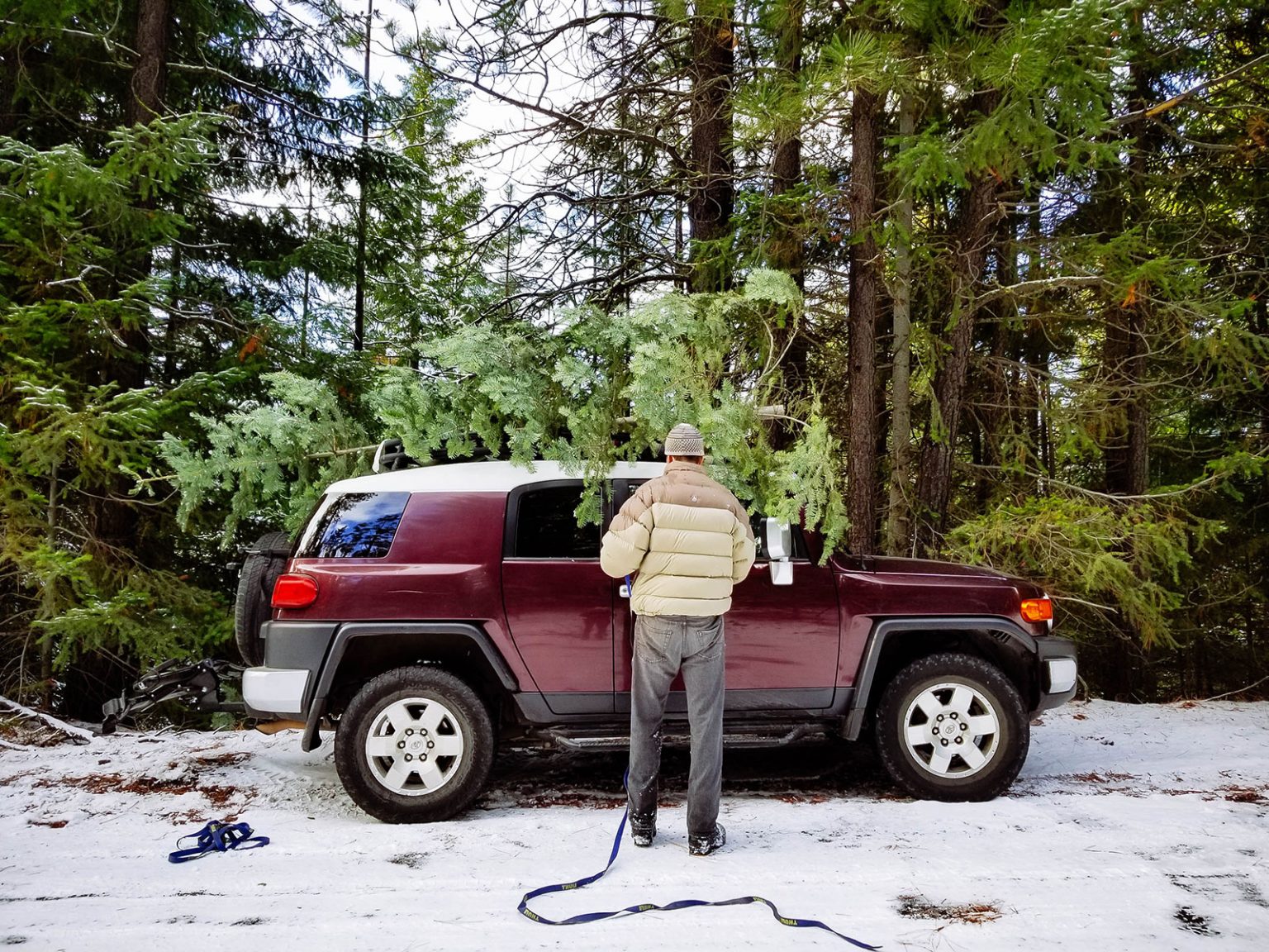 Locals’ Secret Where to Cut Your Own Christmas Tree in Oregon’s National Forests Garden Betty