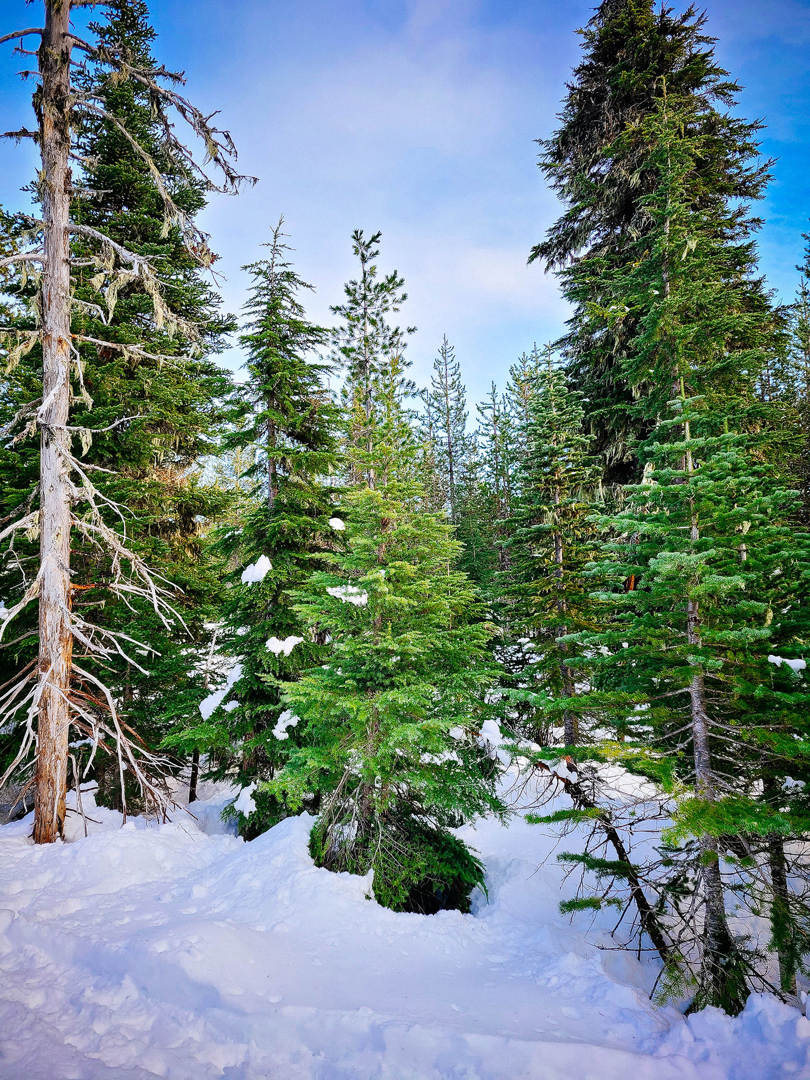 A fir tree in Deschutes National Forest during a snowy winter
