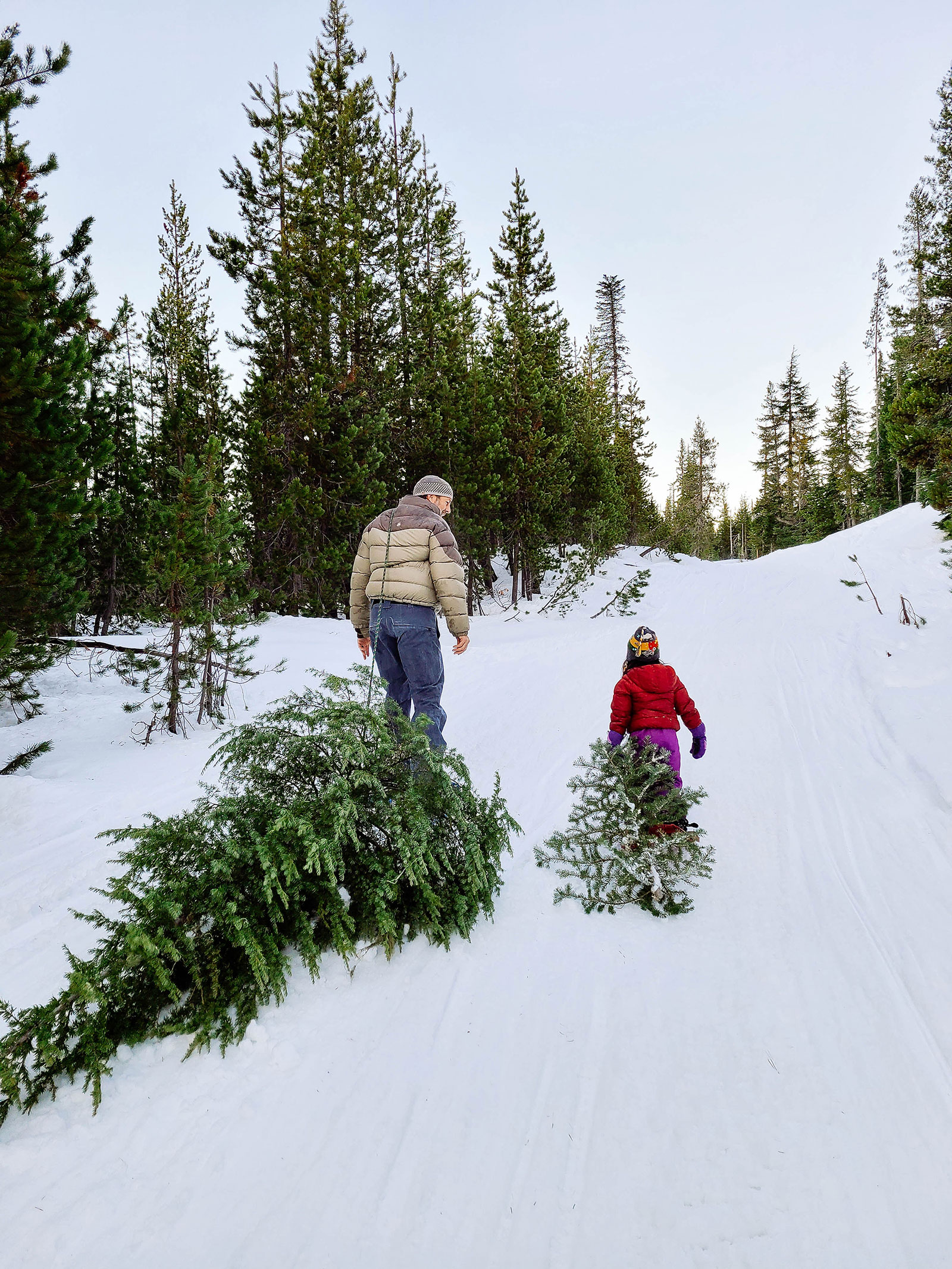 Father and daughter carrying freshly cut Christmas trees out of the forest on a snowy trail