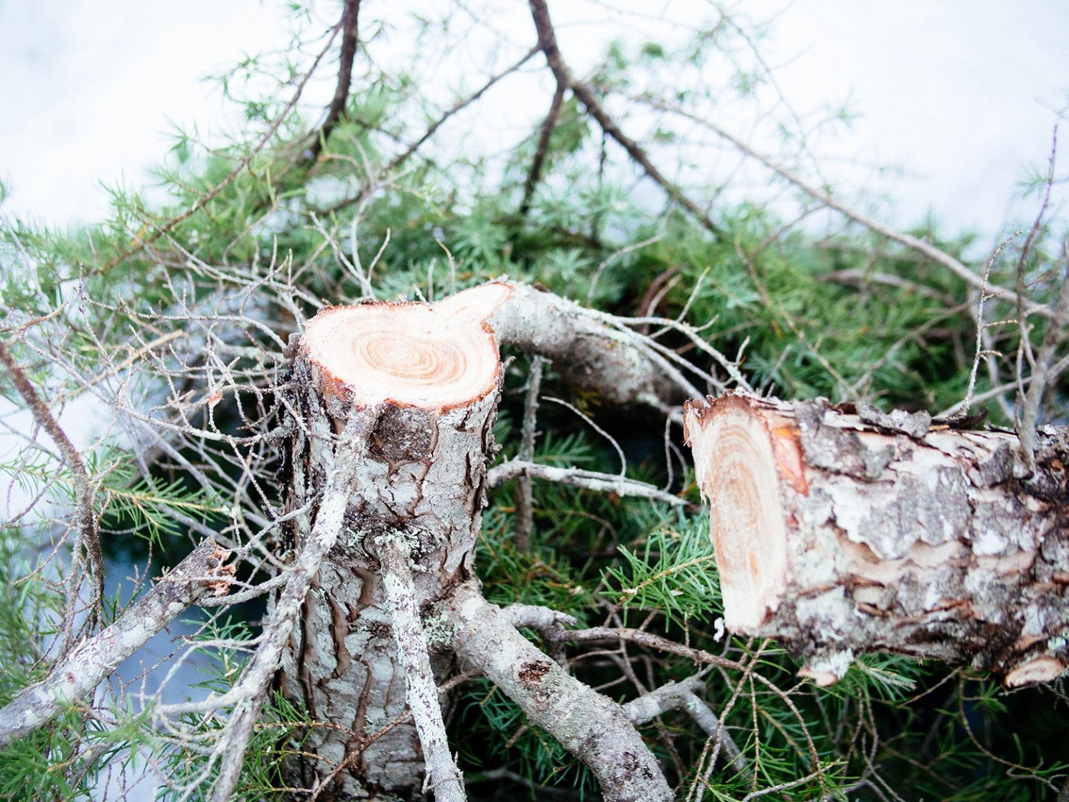 Locals’ Secret Where to Cut Your Own Christmas Tree in Oregon’s