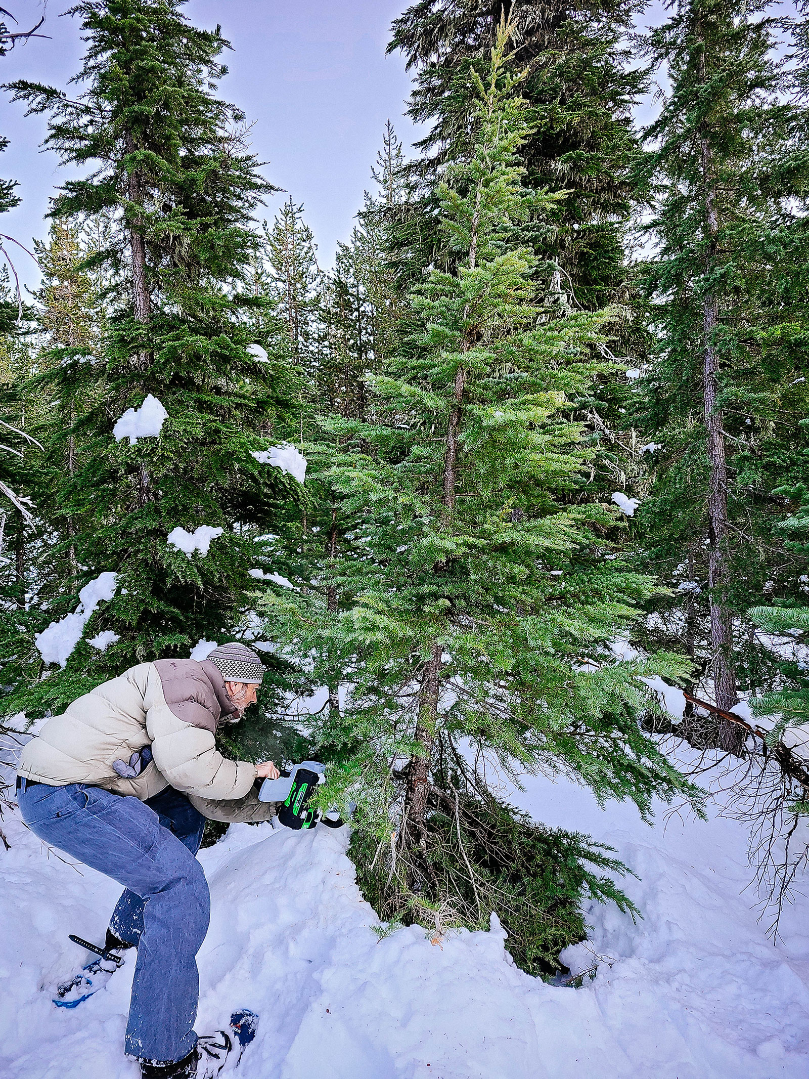 Man wearing snowshoes and cutting down a tree with a chainsaw in the forest