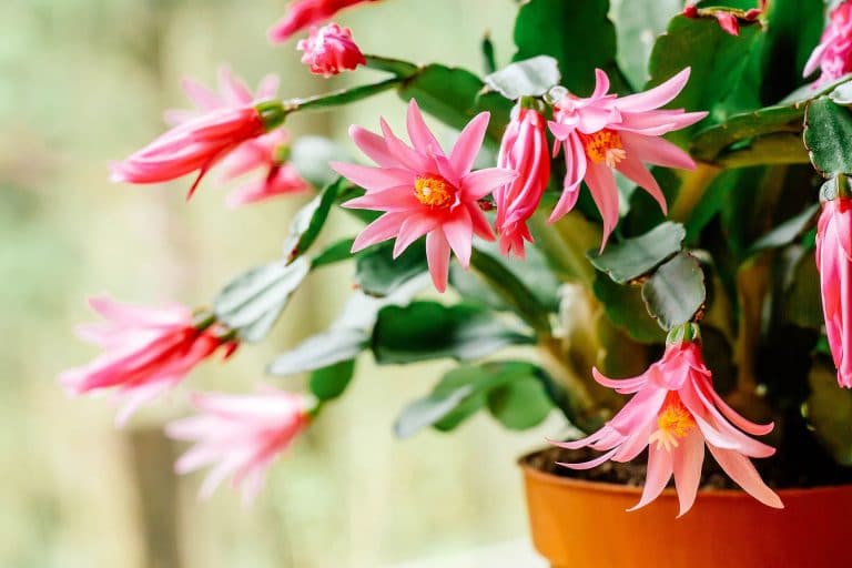 3 Secrets to Getting Christmas Cactus to Bloom More Than Once a Year