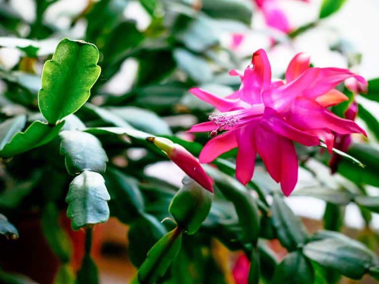 Christmas cactus plant with a pink flower and a pink bud
