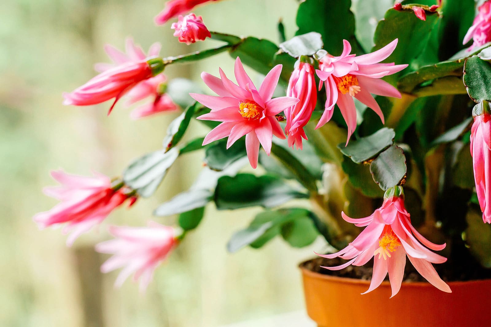 Secrets to getting Christmas cactus to bloom more than once a year