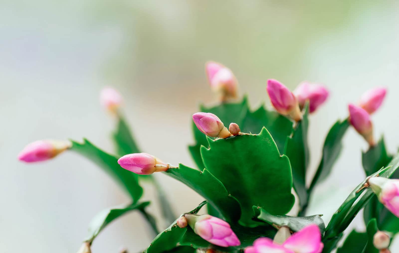 Close-up of pink flower buds on a Christmas cactus plant