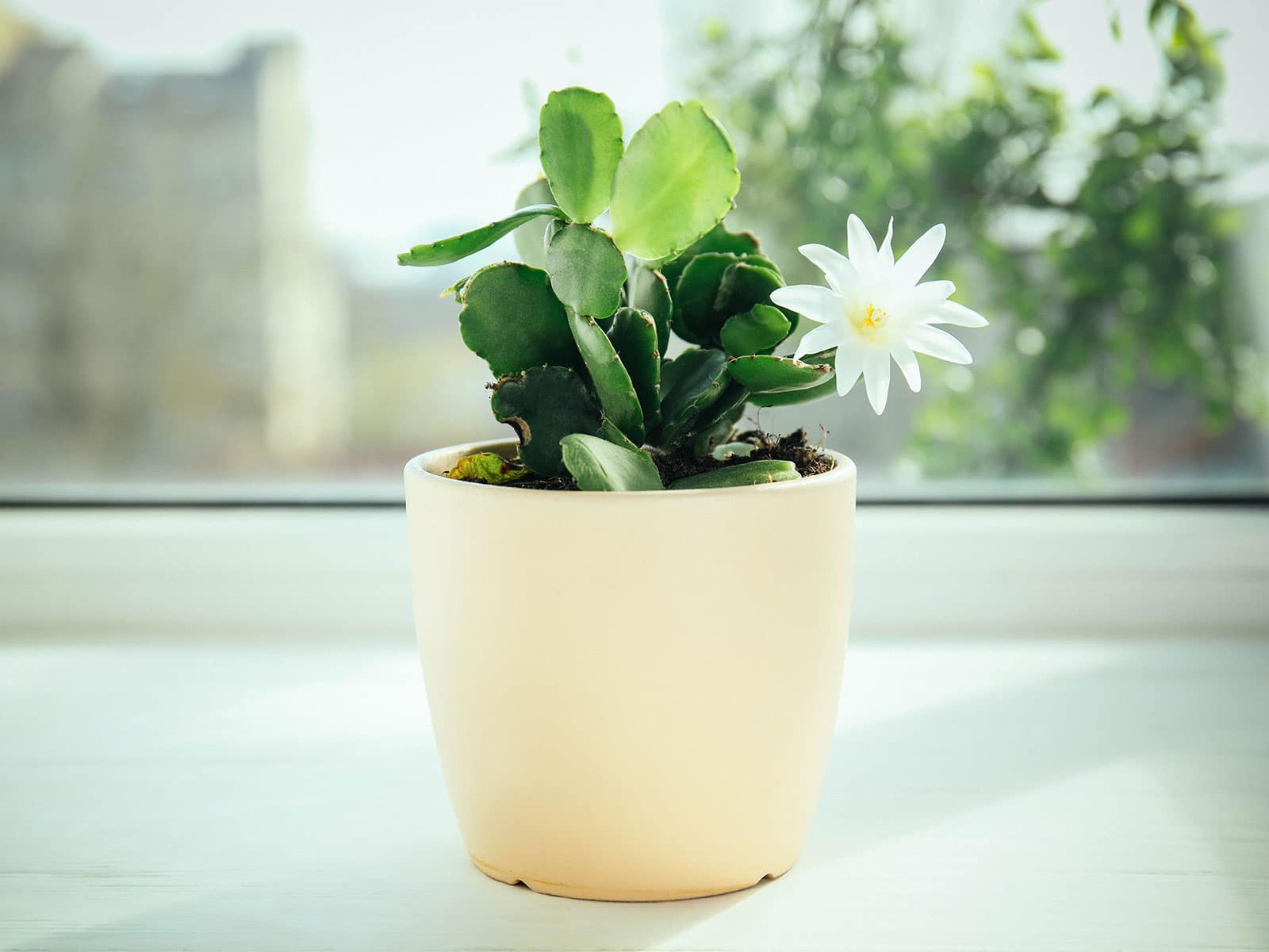 A small potted holiday cactus plant with a white flower, sitting on a windowsill