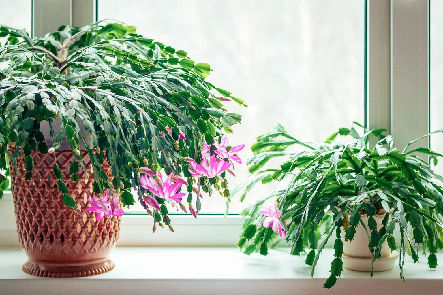 3 Secrets to Getting Christmas Cactus to Bloom More Than Once a Year