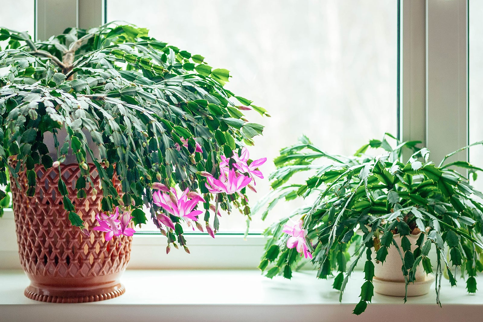 Two blooming Thanksgiving cactus houseplants in front of a window, the one on the left is in a decorative large brown pot, the one on the right is in a simple small white pot