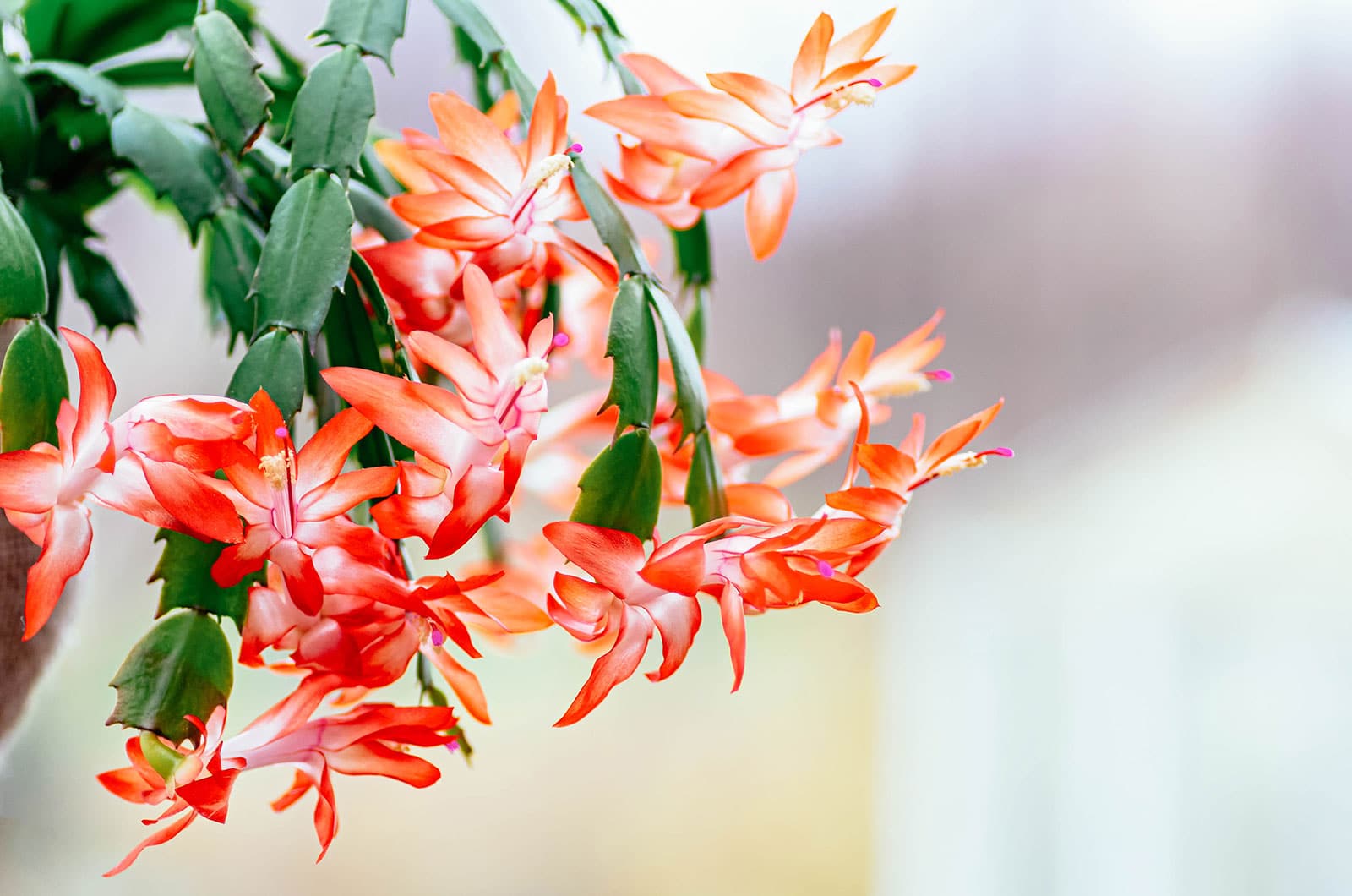 A Thanksgiving cactus houseplant in bloom with bright reddish-orange flowers