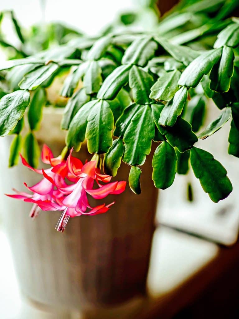 How to care for Christmas cactus year-round so it can live 100 years (seriously!)