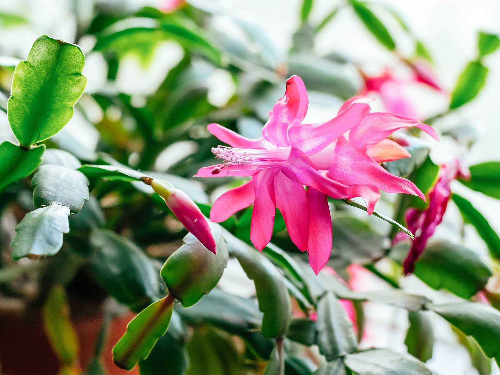 True Christmas cactus plant with rounded leaf segments and pink flowers