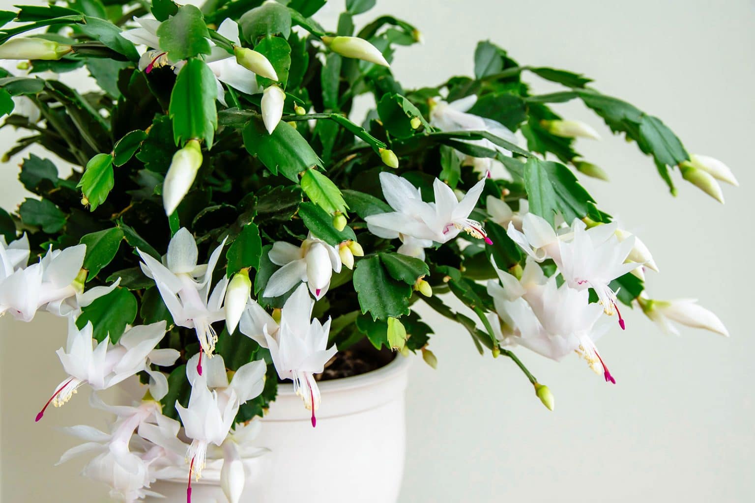 How to Care for Christmas Cactus YearRound So It Can Live 100 Years