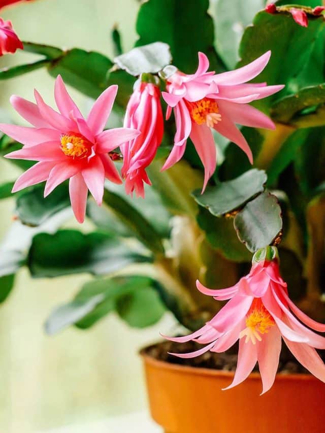 Secrets to getting Christmas cactus to bloom more than once a year