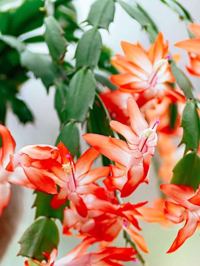 How to care for Christmas cactus year-round so it can live 100 years (seriously!)