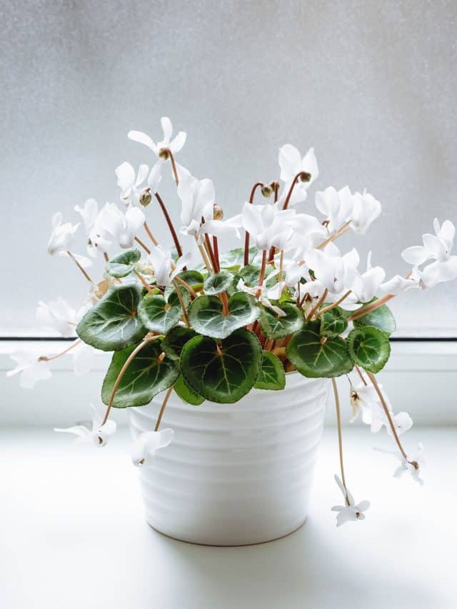 Cyclamen care: everything you need to know about growing cyclamen indoors