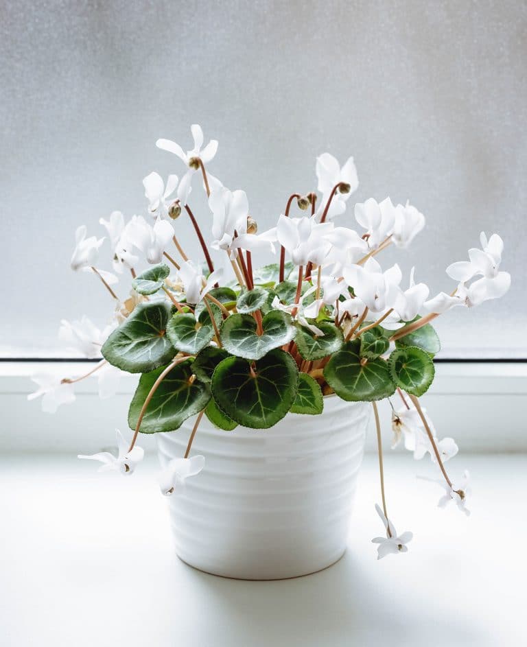 How to Care for Cyclamen (The Winter Bloomer You Can Grow Year-Round)