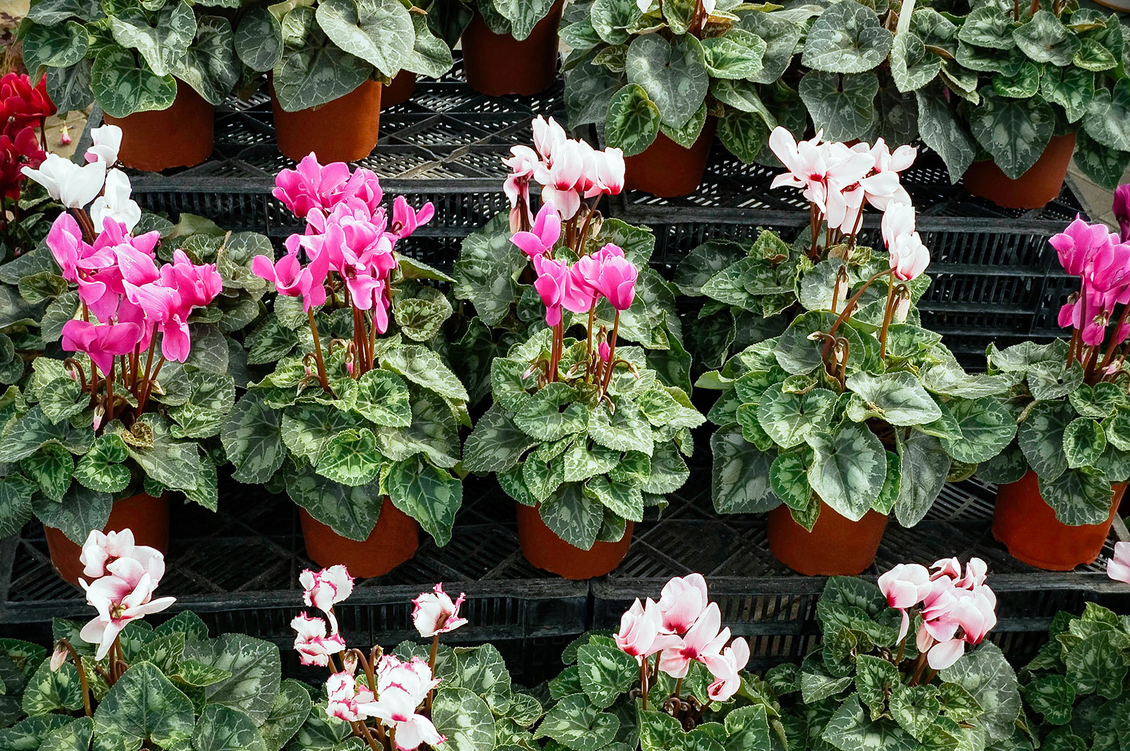 A variety of potted pink and white cyclamen for sale in a plant nursery